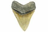 Serrated, Fossil Megalodon Tooth - North Carolina #308528-2